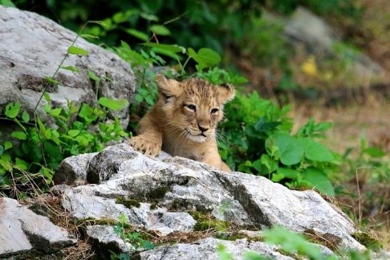 Asiatischer Löwe Zoo Frankfurt am Main 2018