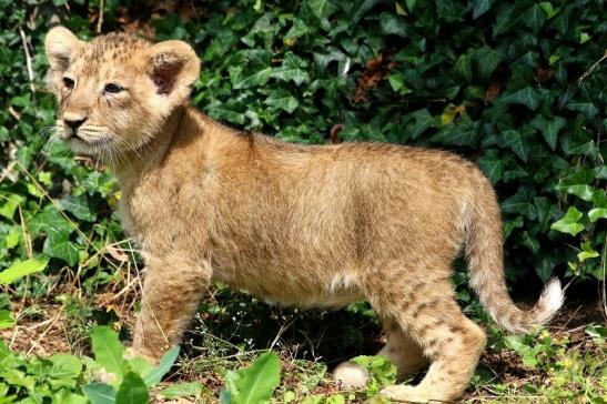 Asiatischer Löwe Zoo Frankfurt am Main 2018