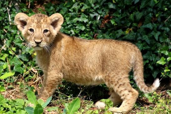 Asiatischer Löwe Zoo Frankfurt am Main 2018