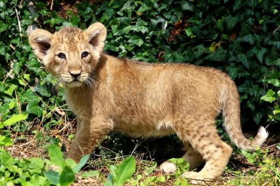 Asiatischer Löwe Zoo Frankfurt am Main 2018