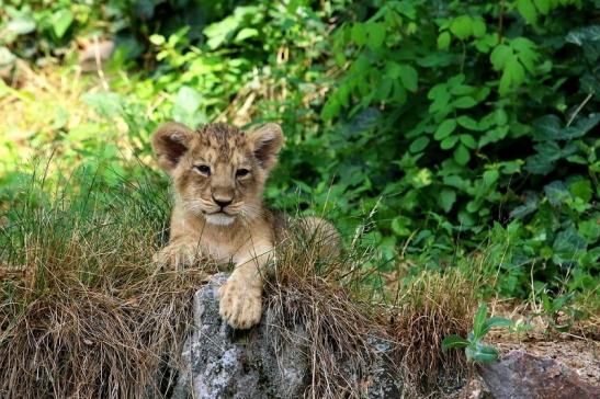 Asiatischer Löwe Zoo Frankfurt am Main 2018