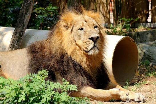 Asiatischer Löwe Zoo Frankfurt am Main 2018