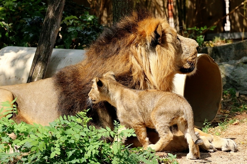 Asiatischer Löwe Zoo Frankfurt am Main 2018