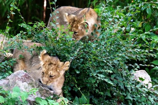 Asiatischer Löwe Zoo Frankfurt am Main 2018