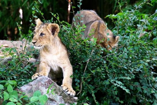 Asiatischer Löwe Zoo Frankfurt am Main 2018