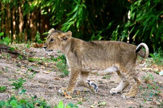 Asiatischer Löwe Zoo Frankfurt am Main 2018