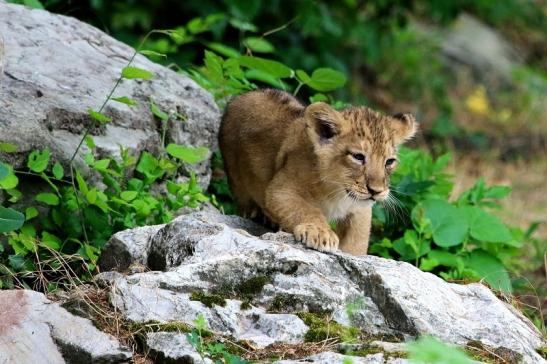 Asiatischer Löwe Zoo Frankfurt am Main 2018