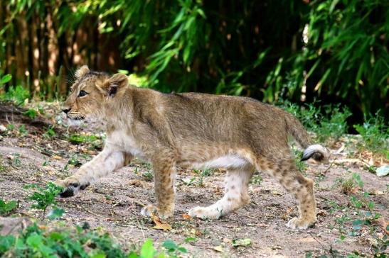 Asiatischer Löwe Zoo Frankfurt am Main 2018