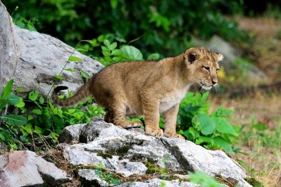 Asiatischer Löwe Zoo Frankfurt am Main 2018