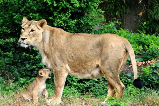 Asiatischer Löwe Zoo Frankfurt am Main 2018