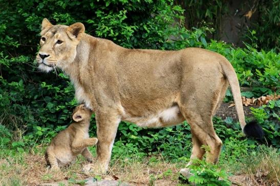 Asiatischer Löwe Zoo Frankfurt am Main 2018