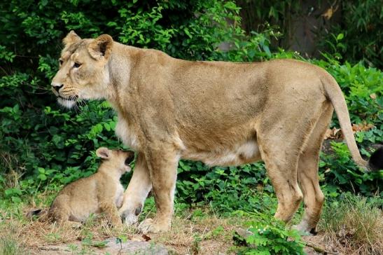 Asiatischer Löwe Zoo Frankfurt am Main 2018