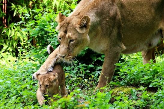 Foto des Monats Juli 2018 Asiatischer Löwe mit "Nachwuchs" Zoo Frankfurt am Main