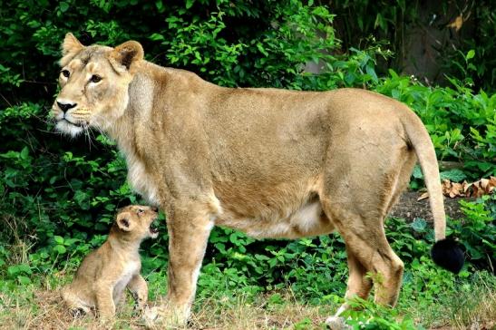 Foto des Monats Dezember 2019 Asiatischer Löwe mit Nachwuchs Zoo Frankfurt am Main