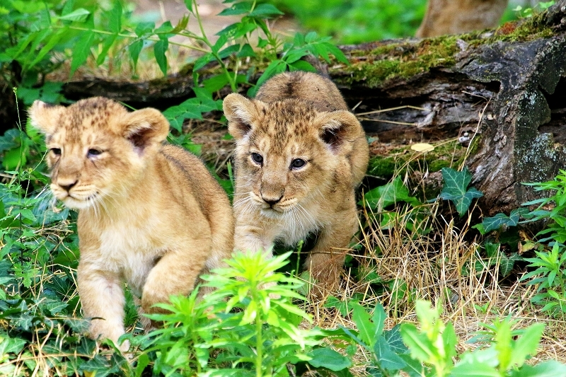 Foto des Monts Juli 2026 Asiatische Löwen Jungtiere Zoo Frankfurt am Main