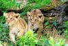 Foto des Monts Juli 2026 Asiatische Löwen Jungtiere - Zoo Frankfurt am Main