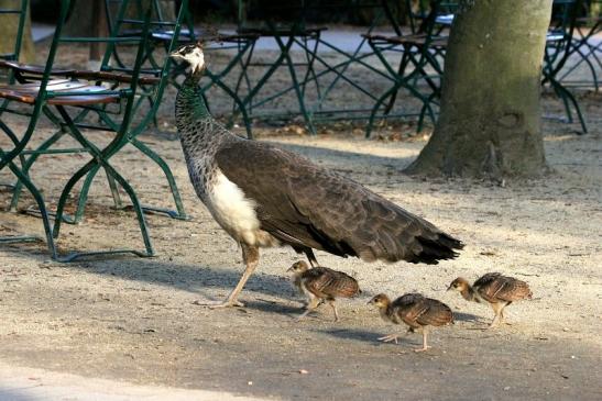 Asiatischer Pfau mit Jungtieren Zoo Vivarium Darmstadt 2013