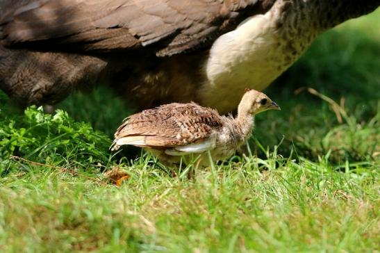 Asiatischer Pfau Wildpark Alte Fasanerie Klein Auheim 2016