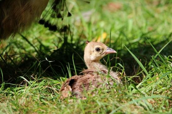 Asiatischer Pfau Wildpark Alte Fasanerie Klein Auheim 2016