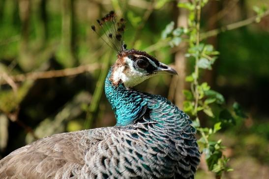 Asiatischer Pfau Wildpark Alte Fasanerie Klein Auheim 2016