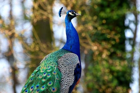 Asiatischer Pfau Wildpark Alte Fasanerie Klein Auheim 2017