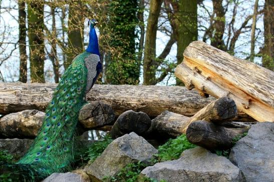 Asiatischer Pfau Wildpark Alte Fasanerie Klein Auheim 2017