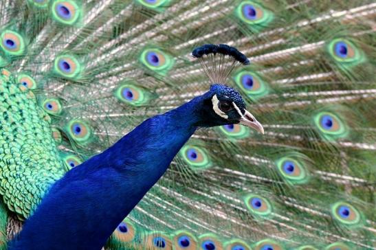 Asiatischer Pfau Wildpark Alte Fasanerie Klein Auheim 2017