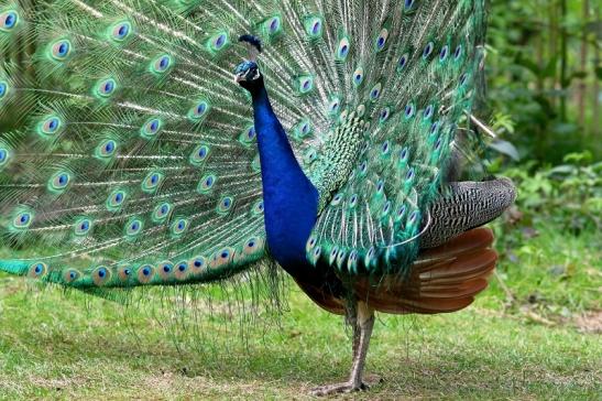 Asiatischer Pfau Wildpark Alte Fasanerie Klein Auheim 2017