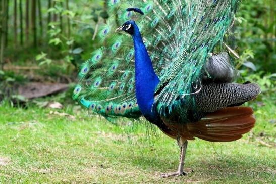 Asiatischer Pfau Wildpark Alte Fasanerie Klein Auheim 2017