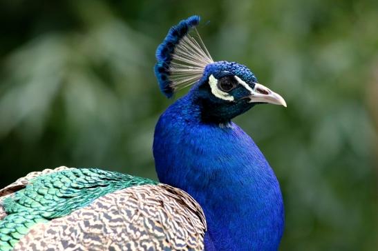 Asiatischer Pfau Wildpark Alte Fasanerie Klein Auheim 2017