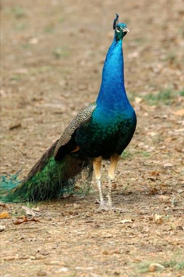 Asiatischer Pfau Wildpark Alte Fasanerie Klein Auheim 2017