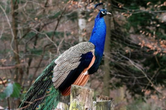 Asiatischer Pfau Wildpark Alte Fasanerie Klein Auheim 2017