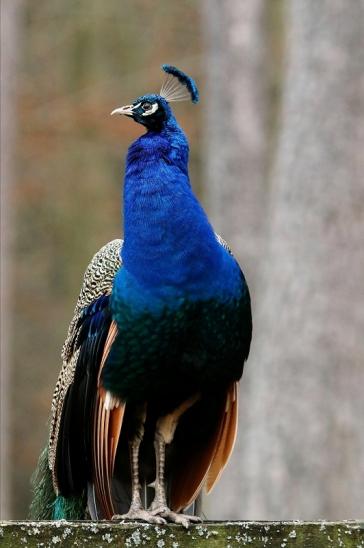 Asiatischer Pfau Wildpark Alte Fasanerie Klein Auheim 2017