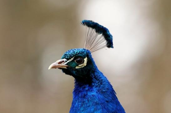 Asiatischer Pfau Wildpark Alte Fasanerie Klein Auheim 2017