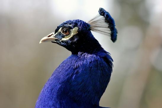 Asiatischer Pfau Wildpark Alte Fasanerie Klein Auheim 2017