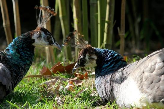 Asiatischer Pfau Wildpark Alte Fasanerie Klein Auheim 2017