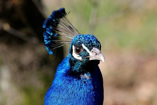 Asiatischer Pfau Wildpark Alte Fasanerie Klein Auheim 2017