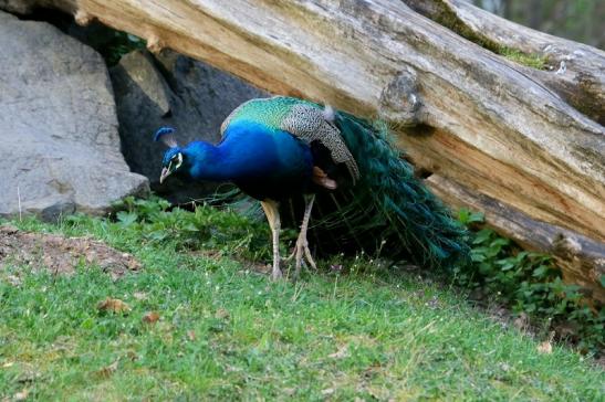 Asiatischer Pfau Wildpark Alte Fasanerie Klein Auheim 2017