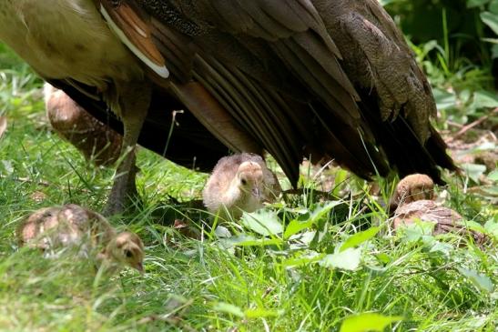 Asiatischer Pfau Wildpark Alte Fasanerie Klein Auheim 2018