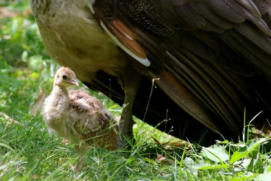 Asiatischer Pfau Wildpark Alte Fasanerie Klein Auheim 2018