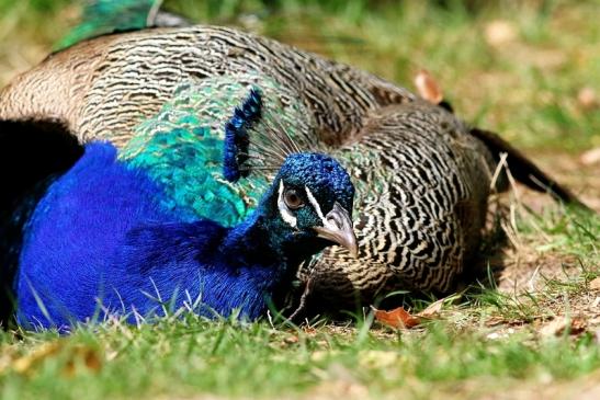 Asiatischer Pfau Wildpark Alte Fasanerie Klein Auheim 2018