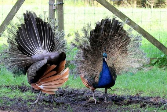 Asiatischer Pfau ohne Prachtfedern Wildpark Alte Fasanerie Klein Auheim 2019