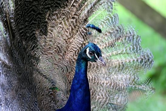 Asiatischer Pfau nach Verlust der Schmuckfedern Wildpark Alte Fasanerie Klein Auheim 2019