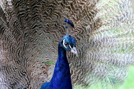 Asiatischer Pfau ohne Prachtfedern Wildpark Alte Fasanerie Klein Auheim 2019