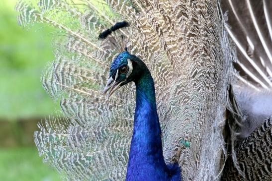 Asiatischer Pfau ohne Prachtfedern Wildpark Alte Fasanerie Klein Auheim 2019