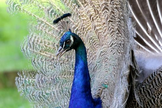 Asiatischer Pfau ohne Prachtfedern Wildpark Alte Fasanerie Klein Auheim 2019