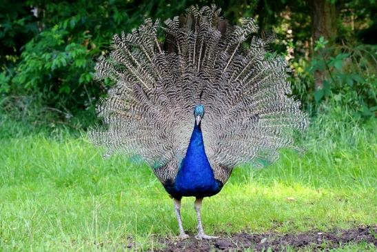 Asiatischer Pfau nach Verlust der Schmuckfedern Wildpark Alte Fasanerie Klein Auheim 2019