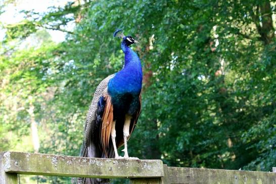 Asiatischer Pfau ohne Prachtfedern Wildpark Alte Fasanerie Klein Auheim 2019