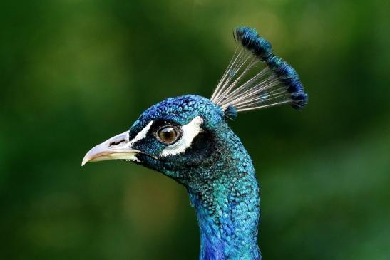 Asiatischer Pfau Wildpark Alte Fasanerie Klein Auheim 2019