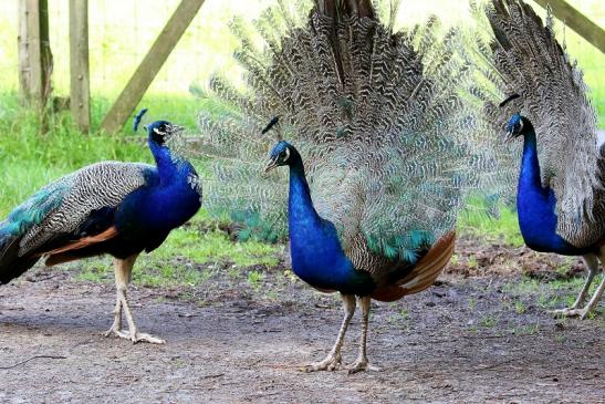 Asiatischer Pfau nach Verlust der Schmuckfedern Wildpark Alte Fasanerie Klein Auheim 2019